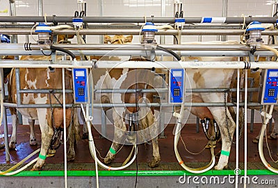 Cow milking facility in a farm Stock Photo