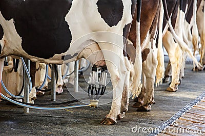 Cow milking facility Stock Photo