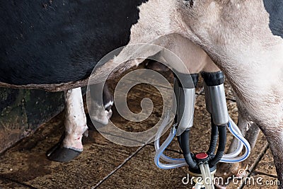 Cow milking facility and mechanized milking equipment Stock Photo