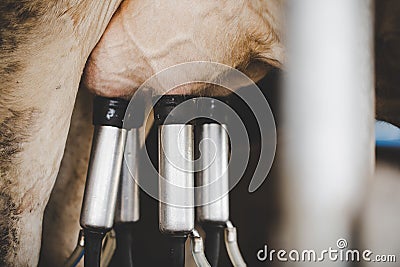 Cow milking facility and mechanized milking equipment Stock Photo