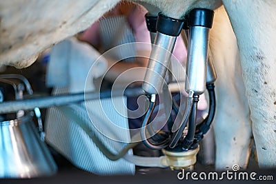 Cow milking facility and mechanized milking equipment Stock Photo