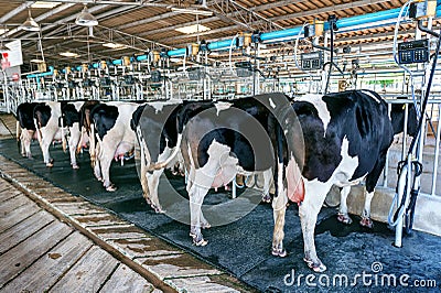 Cow milking facility with modern milking machines. Stock Photo