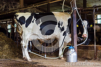 Cow milking mechanized milking equipment Editorial Stock Photo