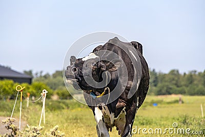 Cow mooing complaining with stretched neck and head uplifted. in a pale green pasture Stock Photo