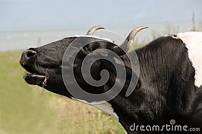 Cow mooing in field Stock Photo