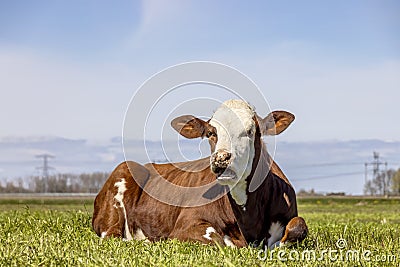 A cow mouth open, red and white in a pasture lying lazy mooing cow, wailing, gums and tongue Stock Photo
