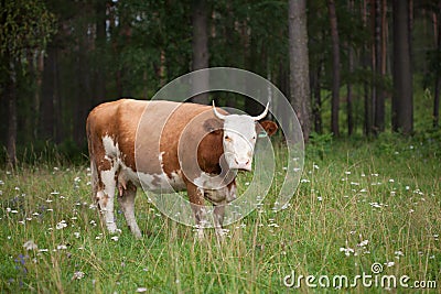The cow near the forest Stock Photo