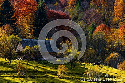 Cow near woodshed in autumn forest Stock Photo