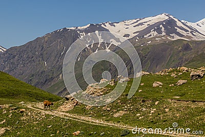 Cow near Xinaliq Khinalug village, Azerbaij Stock Photo
