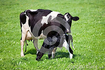 Cow with newborn calf Stock Photo