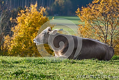 Happy Cow laying on Pasture Stock Photo