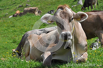 Cow pasture, lucomagno pass #4 Stock Photo