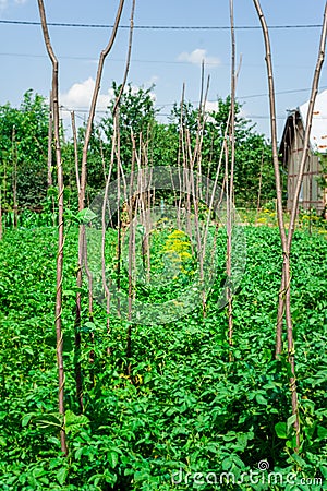 Cow pea plants growing in backyard garden under the sun Stock Photo