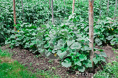 Cow pea plants growing in backyard garden under the sun Stock Photo