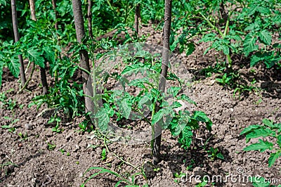 Cow pea plants growing in backyard garden under the sun Stock Photo