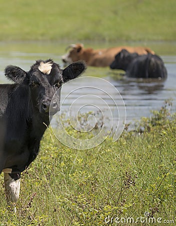 Cow photobomb Stock Photo