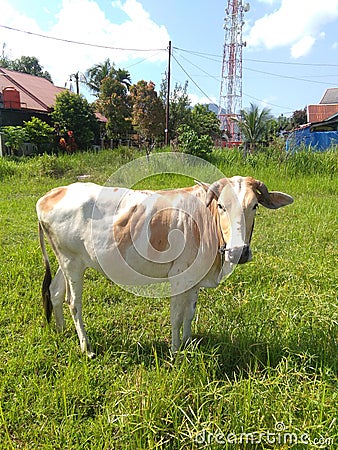 the cow is playing in the field, he is free to take the grass in the wide grass field Stock Photo