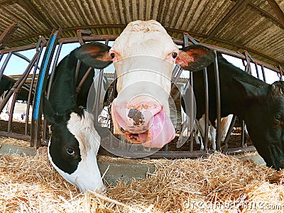 Cow portrait with the tonge out in a stable. Livestock and farming concept with milk production. Empty copy space Stock Photo