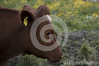 Cow portrait Stock Photo