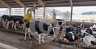 cow resting in a modern stable, South Bohemia Stock Photo