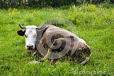 Cow in resting positin in the greem meadow.Styled stock photo with rural landscape in Romania Stock Photo