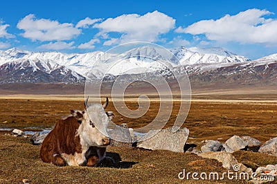 Cow rests on a vast pasture of Mongol Altai highland steppe Stock Photo