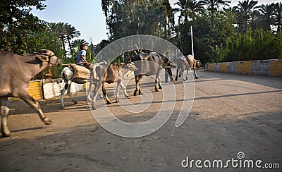 Cow rope Editorial Stock Photo