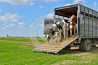 Cow runs in meadow after livestock transport Stock Photo