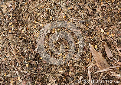 Cow`s feed silage Stock Photo