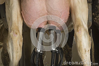 Cow's udder Stock Photo