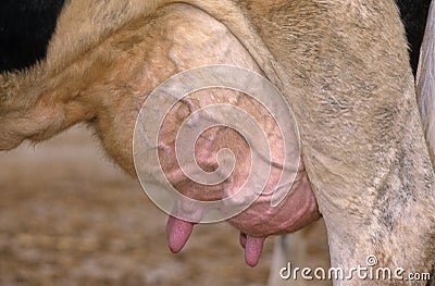 Cow's udder Stock Photo