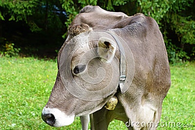 Cow in Scheffau in Austria Stock Photo