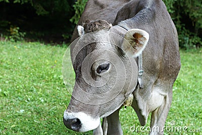 Cow in Scheffau in Austria Stock Photo