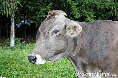 Cow in Scheffau in Austria Stock Photo