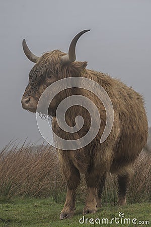 Cow in Scottland after rain Stock Photo