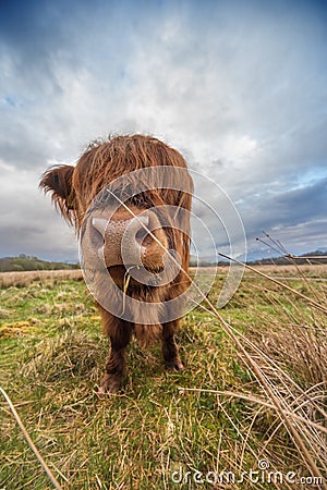 cow in Scottland Stock Photo