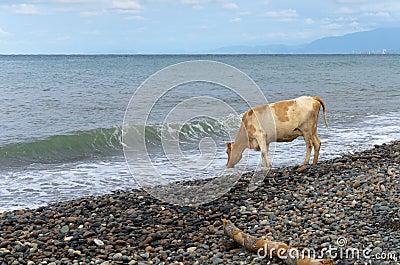 Cow and the sea Stock Photo