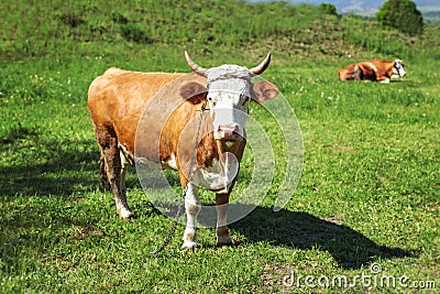 Cow, shackled with metal chain looking into camera, grazing on s Stock Photo