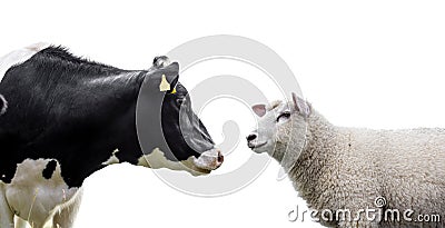 Cow and sheep on a white background Stock Photo