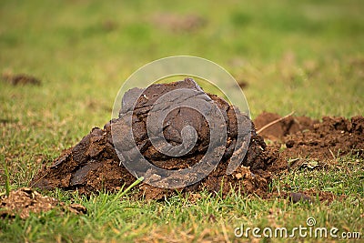 Cow shit on pasture. Processing of excrement into fertilizer Stock Photo