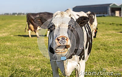 Cow shows her tongue and gums while mooing with stretched neck and head uplifted in a green pasture Stock Photo