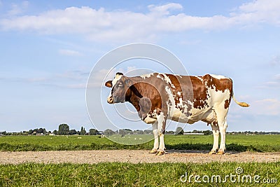 Cow side view standing on a path, a blue sky and horizon over land in the Netherlands Stock Photo