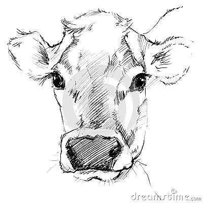 Cow sketch. Dairy cow pencil sketch. Stock Photo