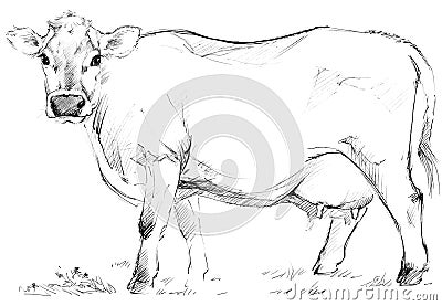 Cow sketch. Dairy cow pencil sketch. Stock Photo