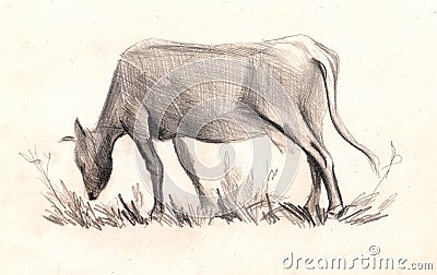 Cow . Sketch. hand painted Pencil drawing Cartoon Illustration