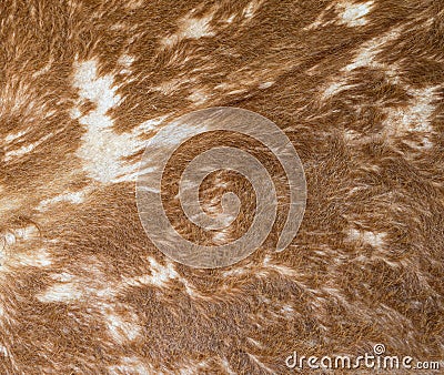 Cow skin Stock Photo