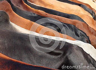 Cow skin surfaces Stock Photo