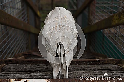 A cow skull before a cattle loading race possible anti-meat statement Stock Photo