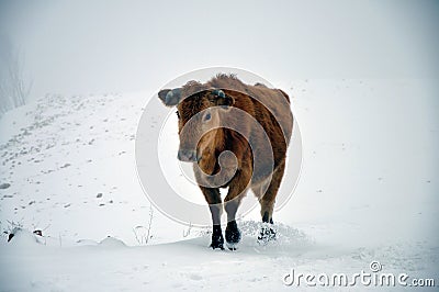 Cow in snow Stock Photo