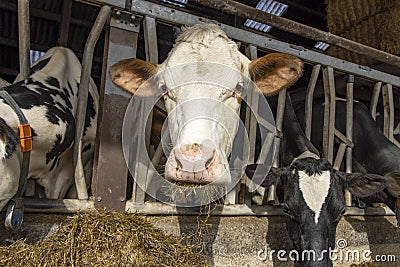 Cow in stable at feeding time, peeking through bars of a fence in a barn, mouth full hay between the rods of the barrier Stock Photo